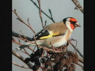Chardonneret élégant N