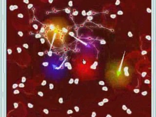 Synapses 81750 Rukawa