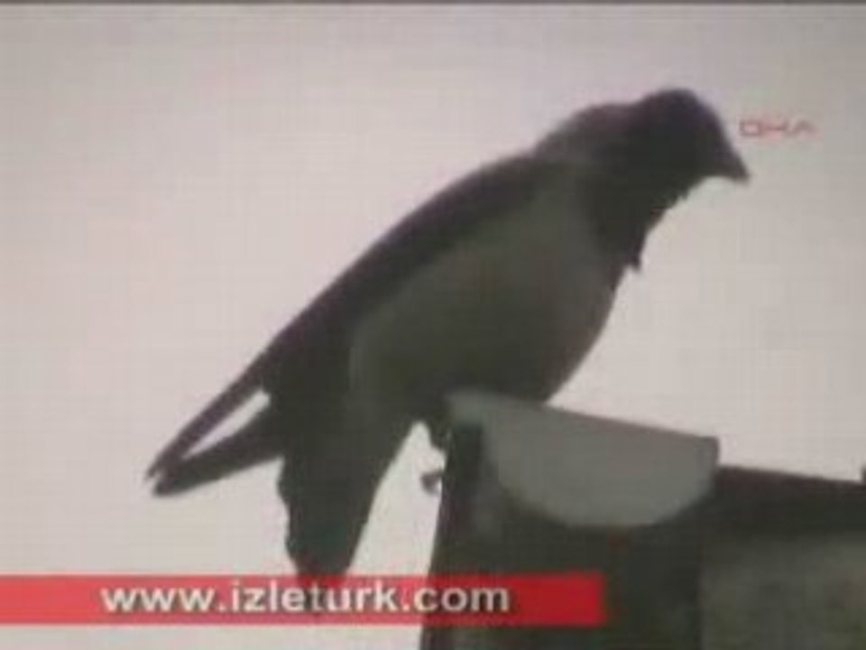 Bird saying Allah