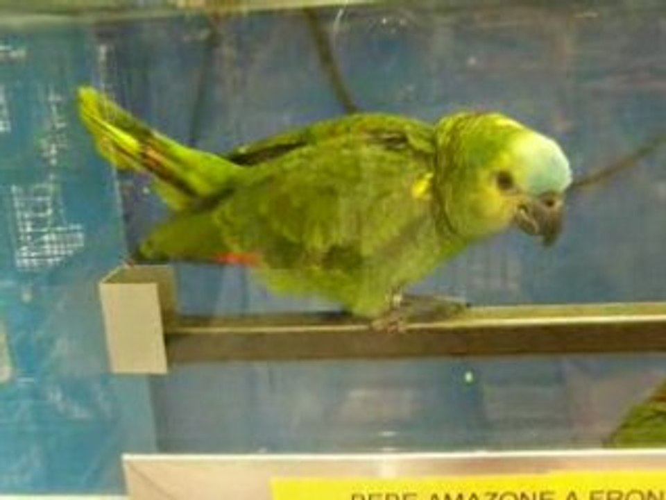 Amazone front bleu