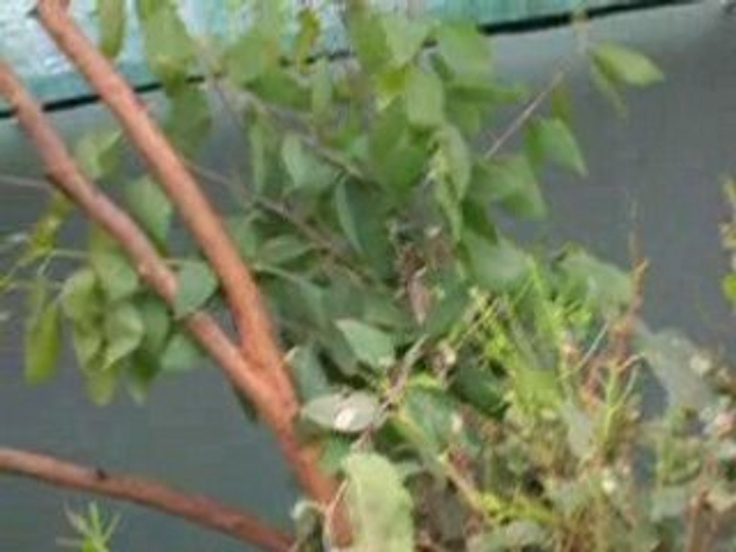 ⁣Koala