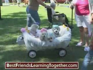 Dog Easter Costumes and Parade