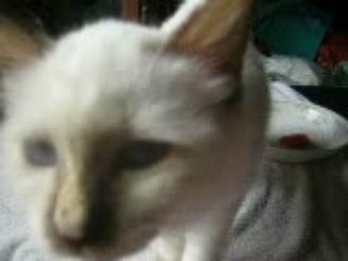 GATTINA ADORA L'INGURIA