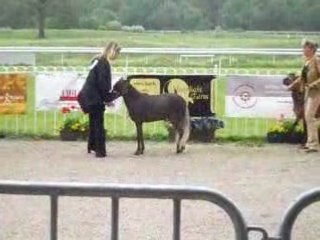 Divina Stela ranch ( Elevage Chevaux Miniatures).