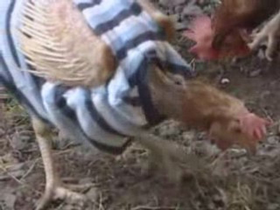 Chicken couture