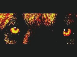 Agility Back Véga et Crunch