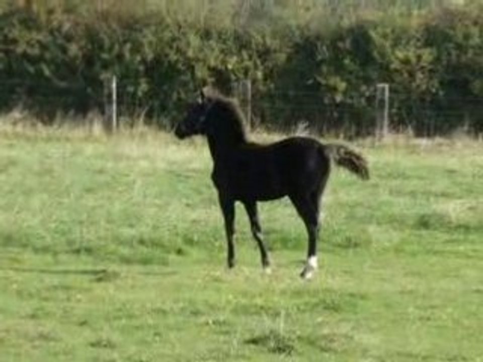 poney welsh