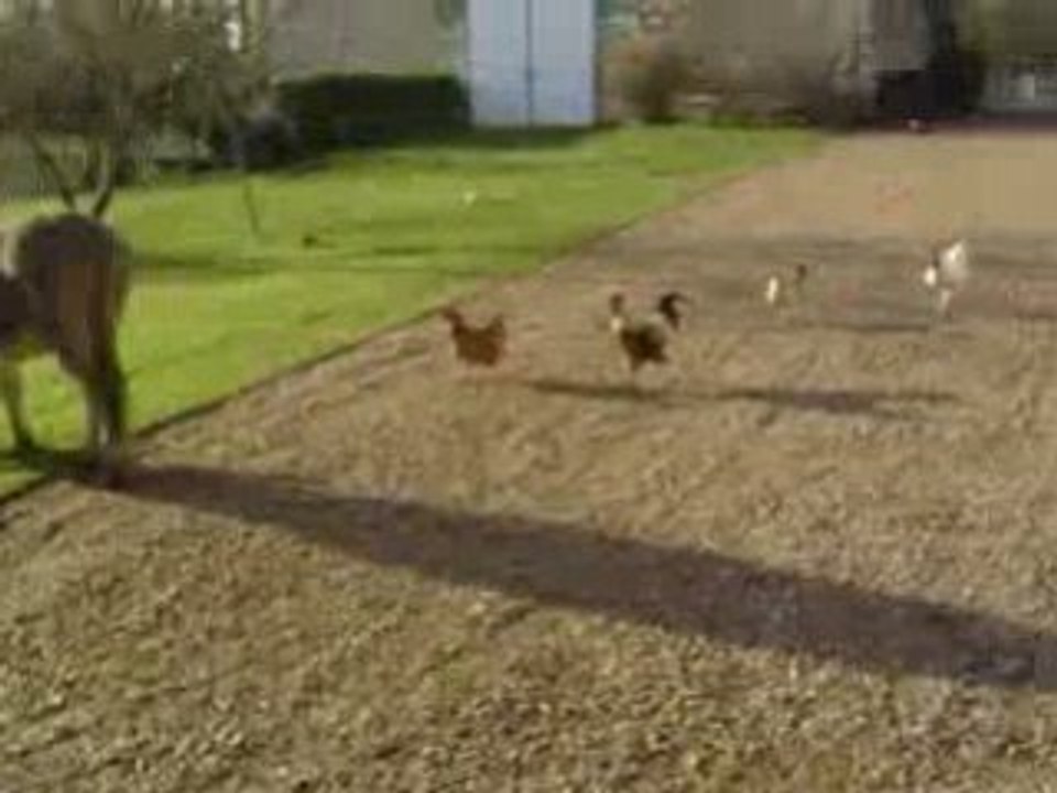 mes poules