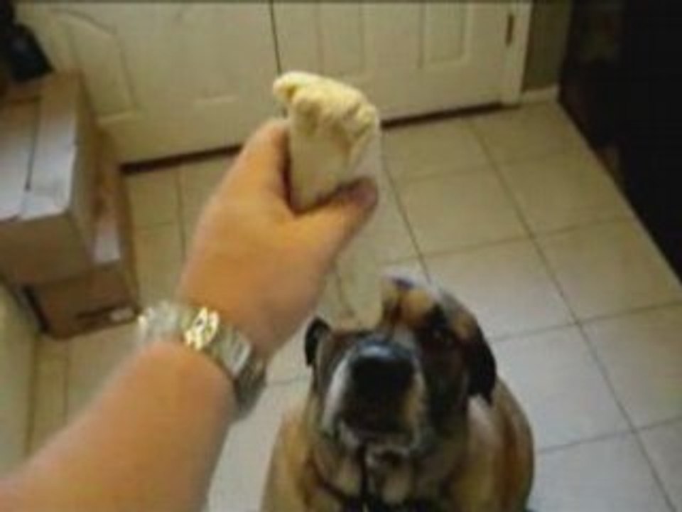 Dog Loves Burritos