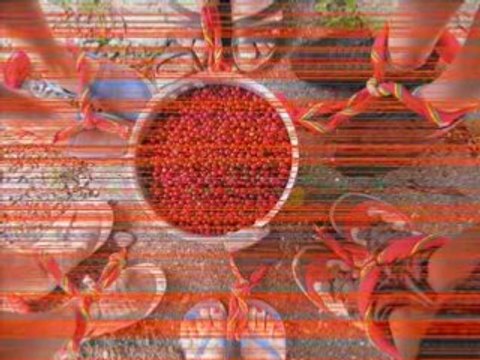 Film camp guides-ainees 2008