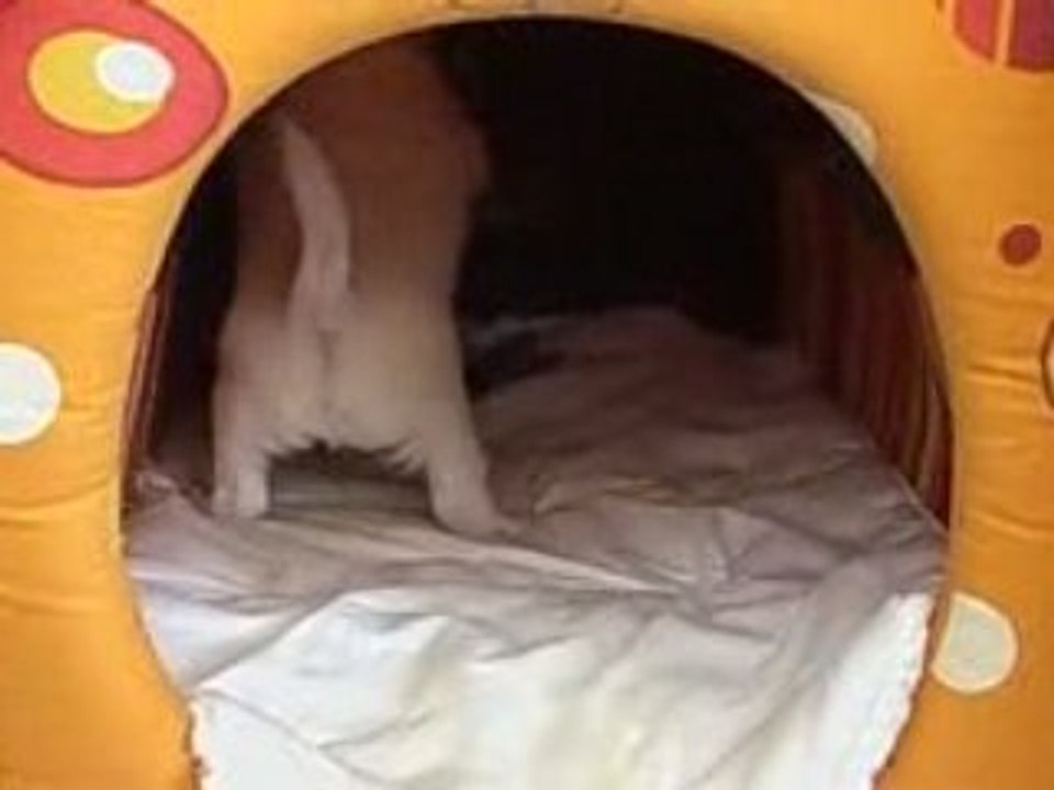 Diddle rale aprés son frére