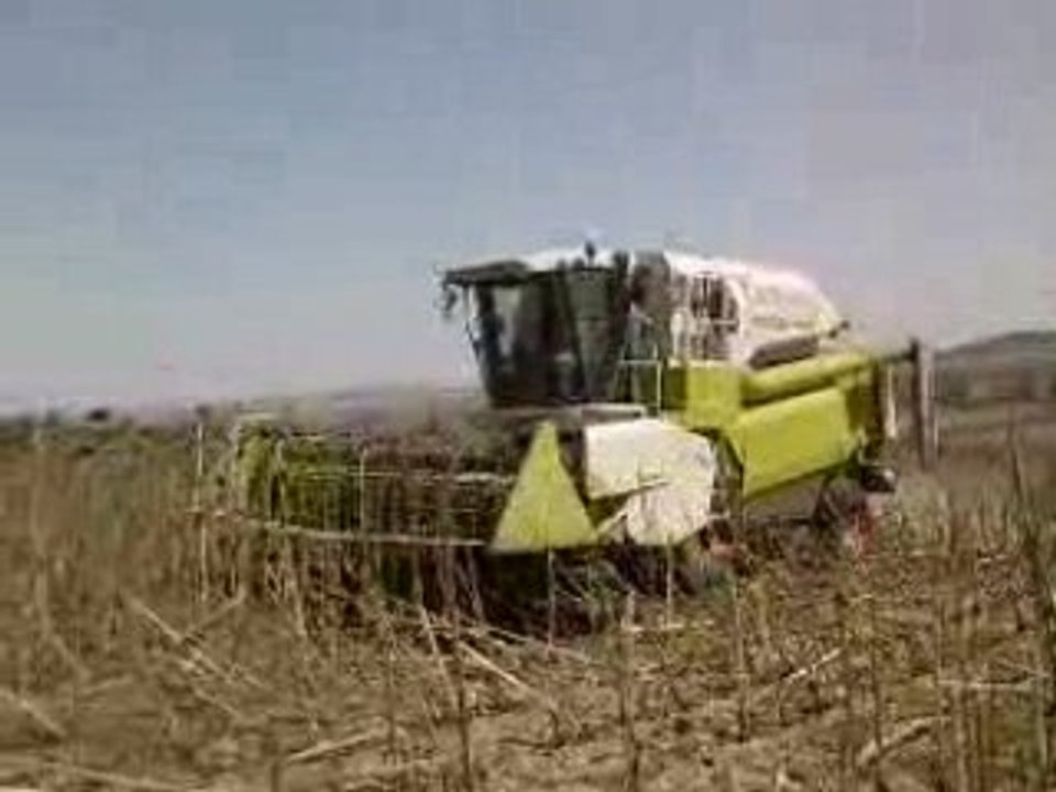 CLAAS MEDION 340 HARVESTING THE SUNFLOWER 2008 SEASON P2