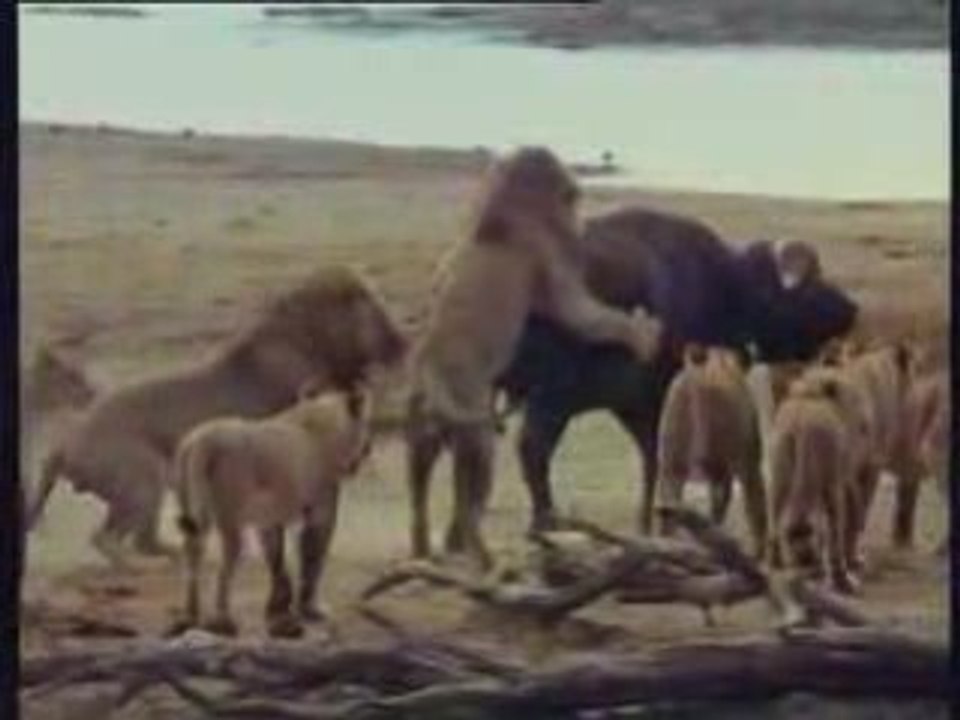 Buffalo vs entire lion pride