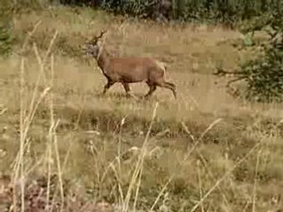 cerf sortant de la traque