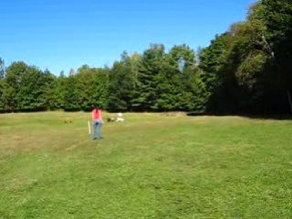 Vega herding