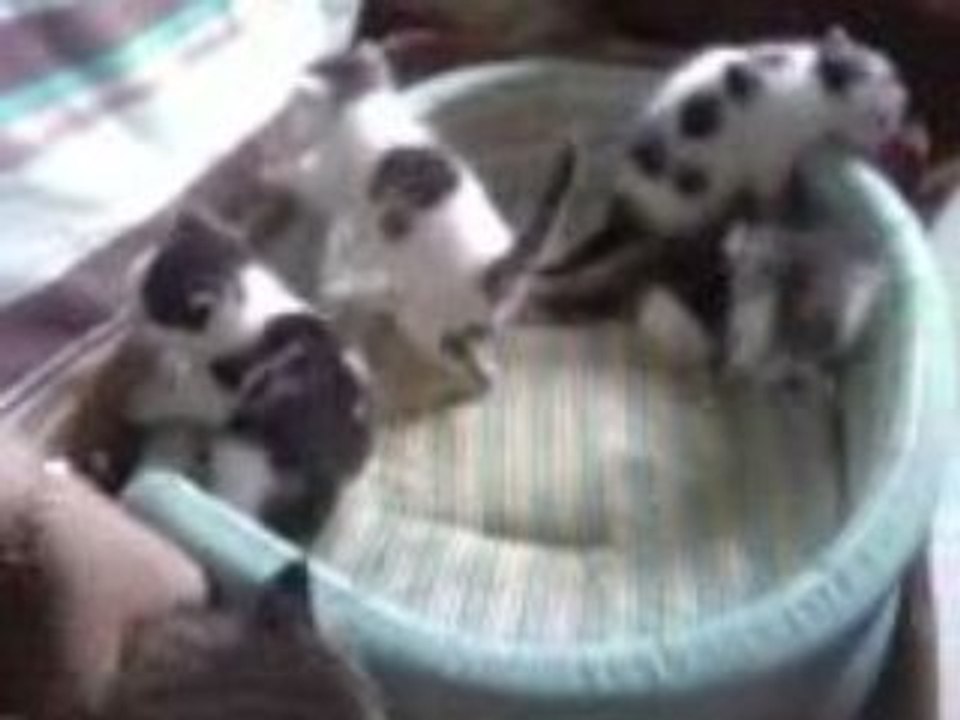 chatons