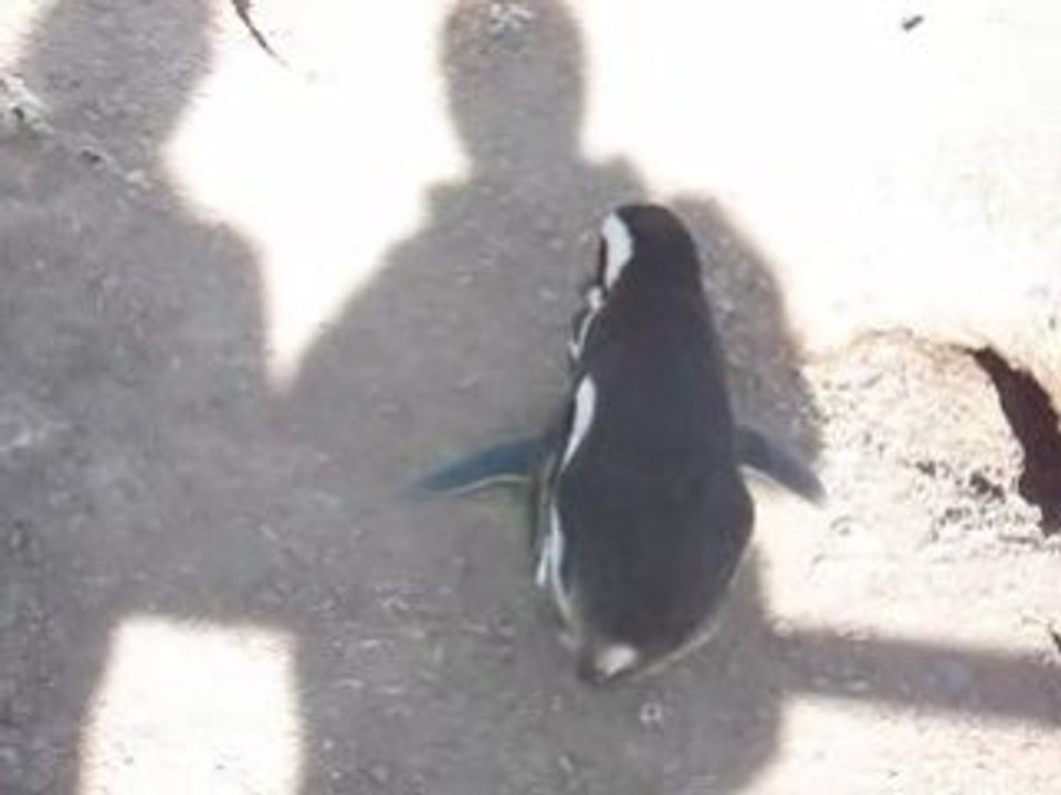 argentine cabo dos bahias pingouins