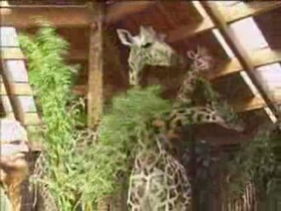 Giraffenkind feierte ersten Geburtstag