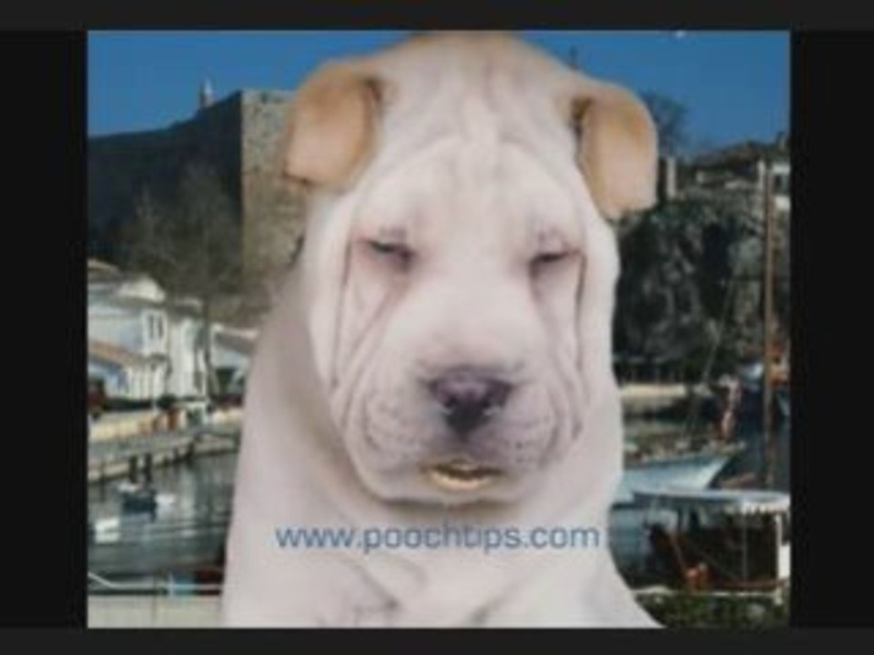 Dog Video Dogs Actually Do Talk