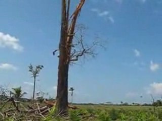 Tree hit by lightning in the Amazon jungle