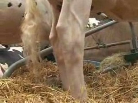 Génétique bovine et concours
