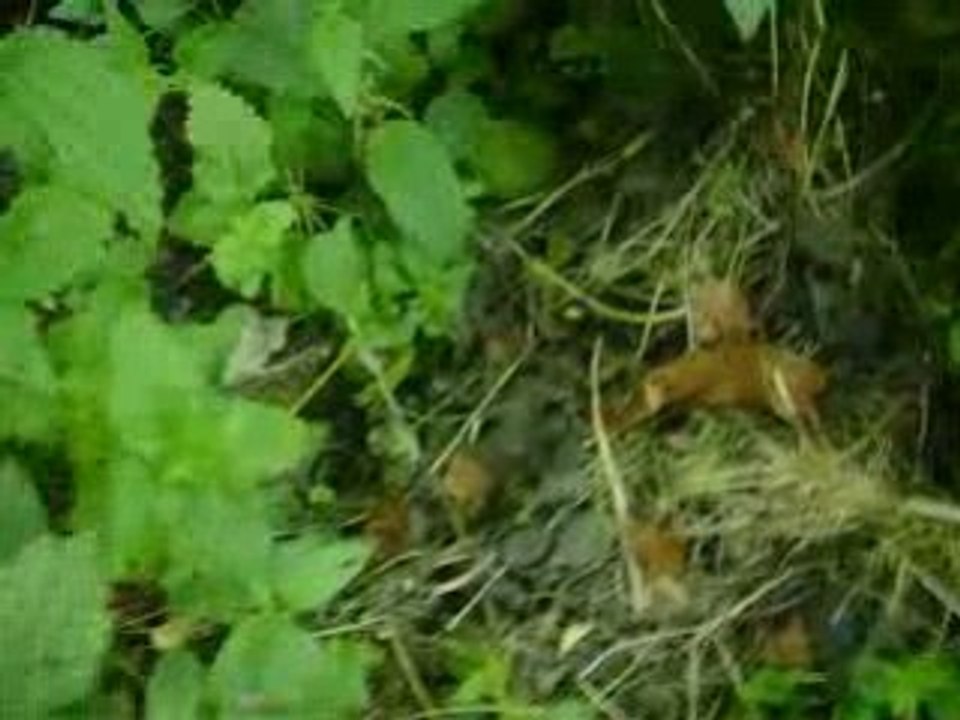 le monstre de saint jouachin