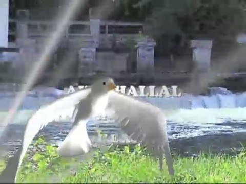 VIDEO KABYLE AIT CHALLAL/ TARWLA/KABYLE