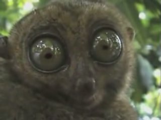 Symbiotic Surprise_No Dramatic Version REMIX