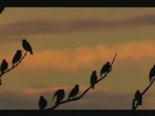 L'étang aux Biches soir