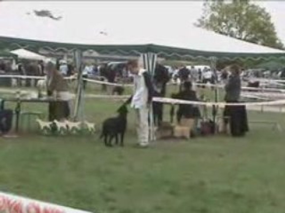Danka sully 2008
