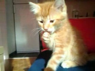 Chatons mignons (Dino et Vanille)