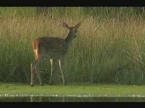 Etang aux Biches - le renard et le faon