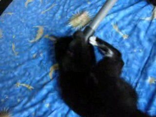 Les chats ont peur de l'aspirateur ...