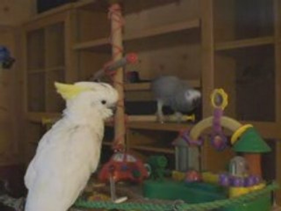 contact de Aloha  avec Kiwi le 20 septembre 2008