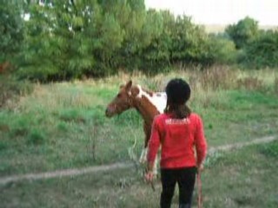 Bufalo cabrer
