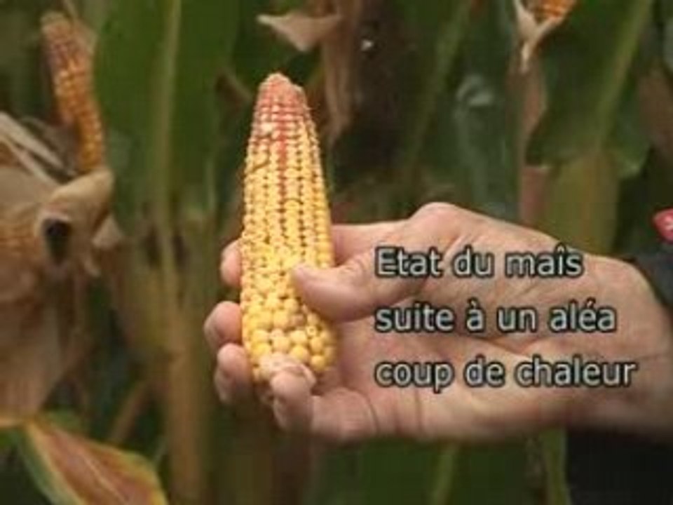 Contrat aléas climatiques