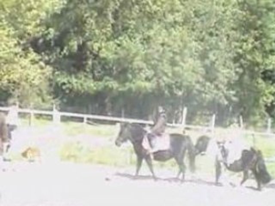 Première heure d'équitation (partie 2)