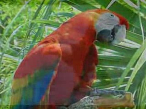 в мире животных