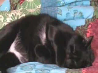 Udo fait sa toilette sur la couette