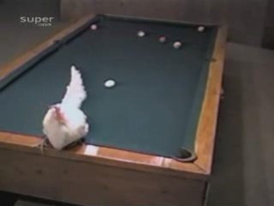 Biliard poule