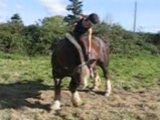 Polen révérence monté au stick