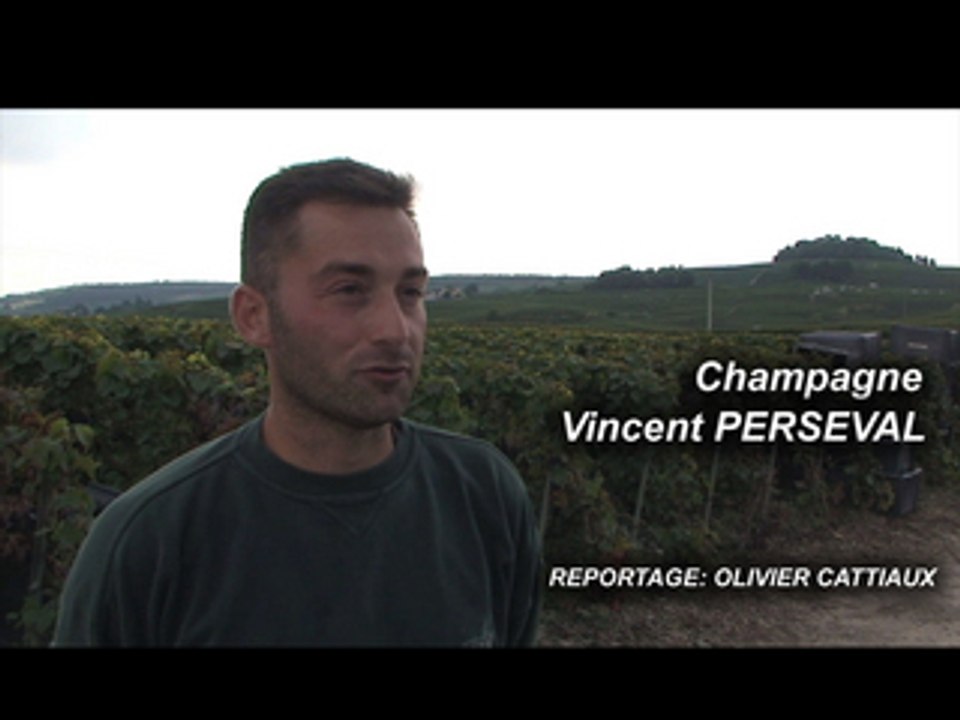 Reportage vendange champagne Perseval