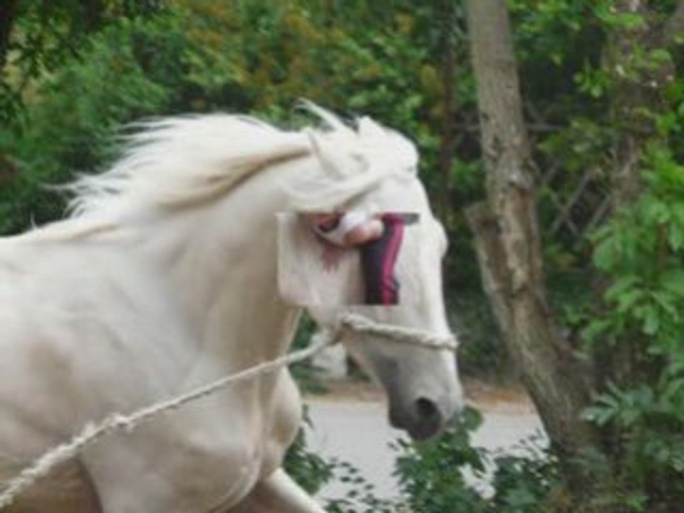 mon cheval vic
