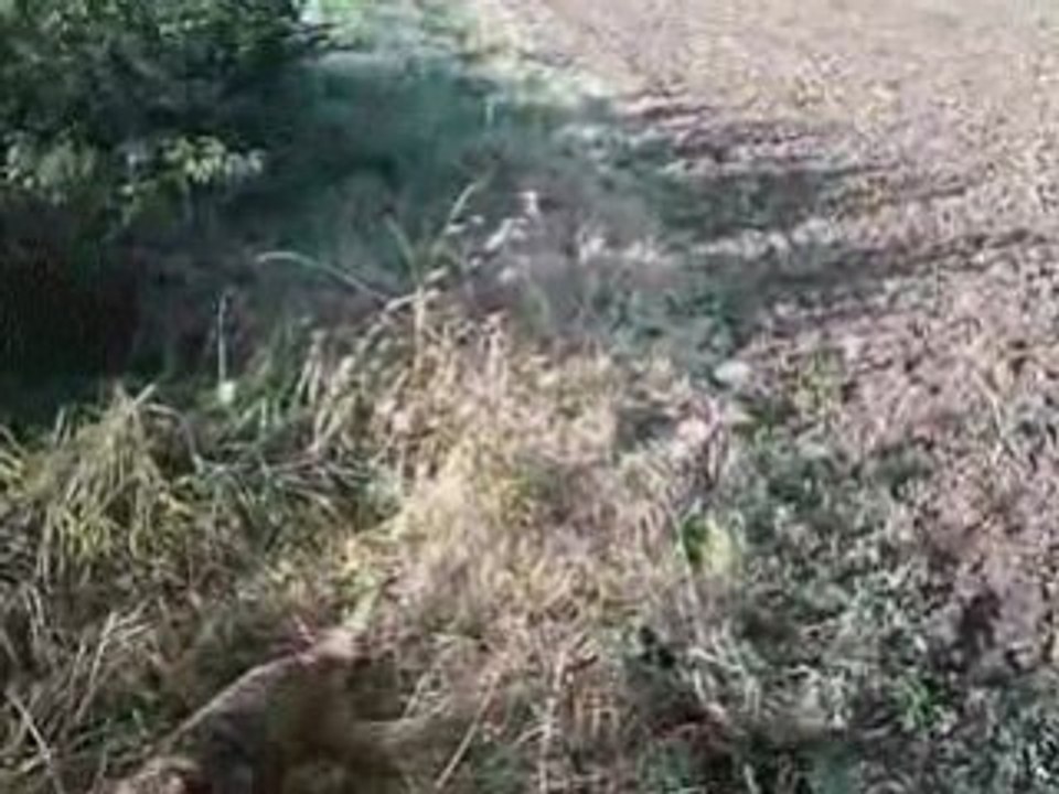 Les Borders à la chasse