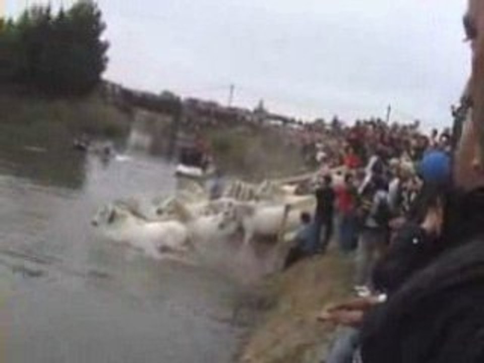 Gaze d'Aigues-Mortes 2008