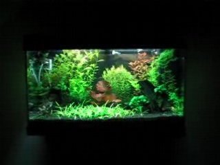 Mon aquarium part 1