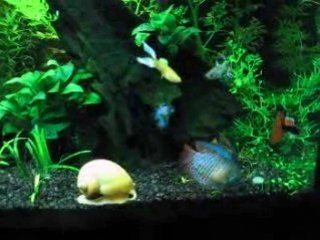 Mon aquarium part 4  (Nourrisage)