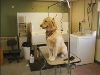 WNY SOUTHTOWNS DOG GROOMING