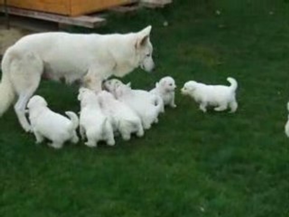 Les bébés dans le jardin