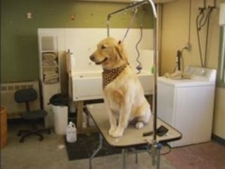 BUFFALO NY SOUTHTOWNS DOG GROOMING